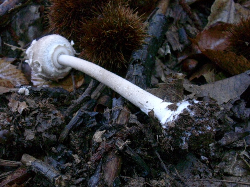 481 Ottobre vecchio ritrovamento